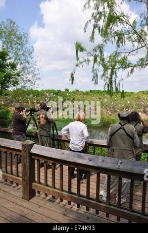 Wildlife photographers at Smith Oaks Bird Sanctuary rookery on High Island, near Galveston, Texas, USA Stock Photo