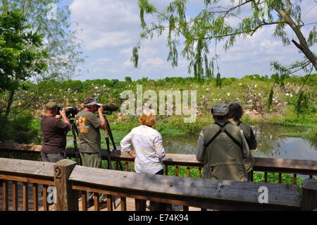 Wildlife photographers at Smith Oaks Bird Sanctuary rookery on High Island, near Galveston, Texas, USA Stock Photo