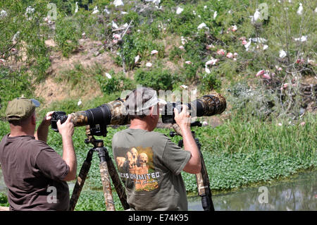 Wildlife photographers at Smith Oaks Bird Sanctuary rookery on High Island, near Galveston, Texas, USA Stock Photo