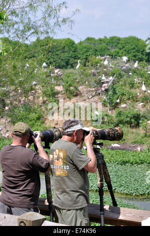 Wildlife photographers at Smith Oaks Bird Sanctuary rookery on High Island, near Galveston, Texas, USA Stock Photo