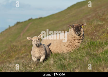 Sheep and lamb on Pentland Hills, near Edinburgh, Scotland Stock Photo