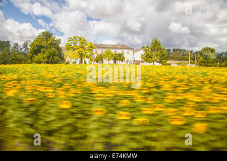 photo taken from the moving train, sunflowers a blur, farmhouse in the background and white puffy clouds fill the sky Stock Photo