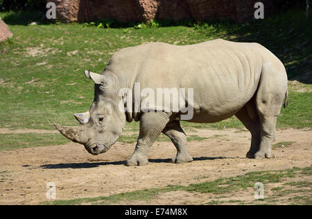 Side view of a walking male Southern White Rhinoceros Ceratotherium simum with trimmed horn Toronto Zoo