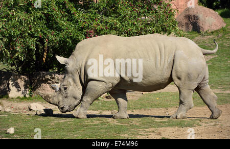 Side view of a walking male Southern White Rhinoceros Ceratotherium simum Toronto Zoo