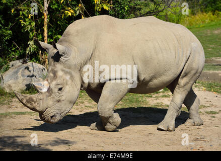 Male Southern White Rhinoceros walking
