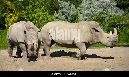 Two female Southern White Rhinoceros Ceratotherium simum standing side by side fending off a male Rhino Toronto Zoo