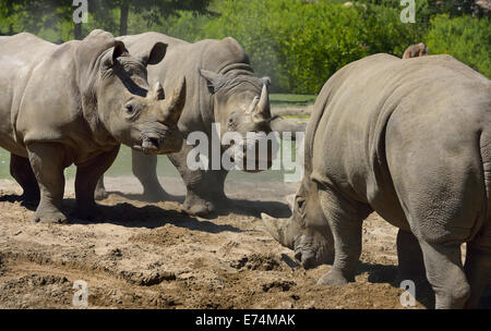 Two females kicking up dust while warding off a male Southern White Rhinoceros Ceratotherium simum Toronto Zoo