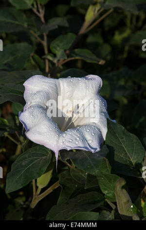 Canyonlands National Park, Utah - Sacred Datura (Datura wrightii), a poisonous hallucinogen, growing near the Colordo River. Stock Photo