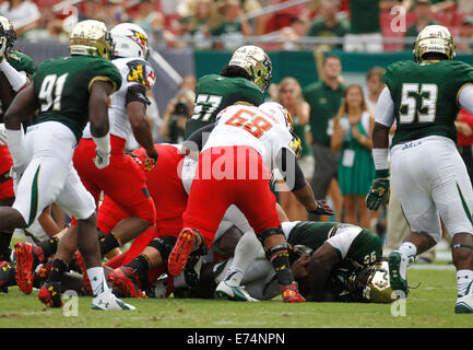 City, Florida, US. 6th Sep, 2014.South Florida Bulls defensive tackle Todd Chandler (95) recovers a Maryland Terrapins offensive fumble during the first quarter at Raymond James Stadium in Tampa on Saturday, September 6, 2014. Maryland defeated South Florida 24 to 17. Credit:  Octavio Jones/Tampa Bay Times/ZUMA Wire/Alamy Live News Stock Photo