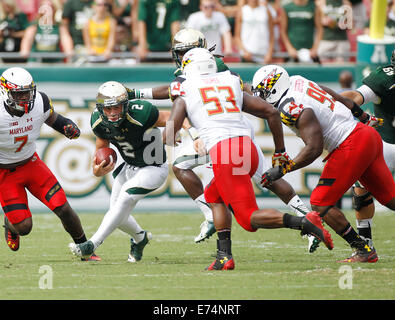 City, Florida, US. 6th Sep, 2014.South Florida Bulls quarterback Steven Bench (2) runs the ball while under pressure the Maryland Terrapins defense during the second quarter at Raymond James Stadium in Tampa on Saturday, September 6, 2014. Maryland defeated South Florida 24 to 17. Credit:  Octavio Jones/Tampa Bay Times/ZUMA Wire/Alamy Live News Stock Photo