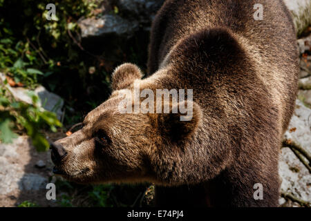 Brown bear in zoo Stock Photo