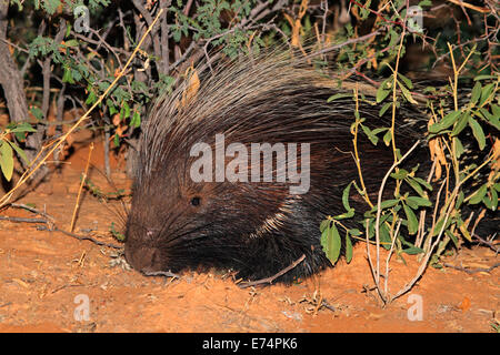 Portrait of a Cape porcupine (Hystrix africaeaustralis), South Africa Stock Photo