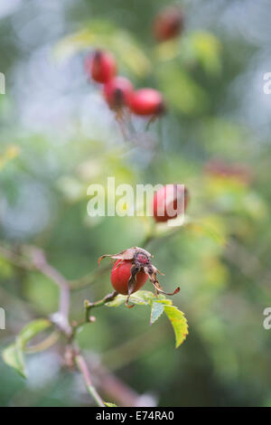 Rosa canina. Dog Rose Hips on the bush in the English countryside Stock Photo
