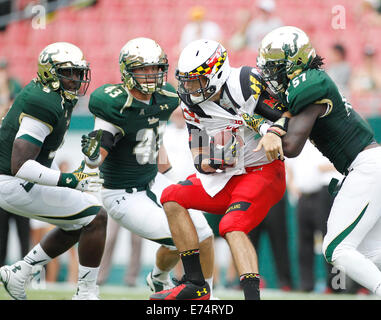 City, Florida, US. 6th Sep, 2014.Maryland Terrapins quarterback C.J. Brown (16) is sacked by South Florida Bulls linebacker Nigel Harris (57) during the third quarter at Raymond James Stadium in Tampa on Saturday, September 6, 2014. Maryland defeated South Florida 24 to 17. Credit:  Octavio Jones/Tampa Bay Times/ZUMA Wire/Alamy Live News Stock Photo