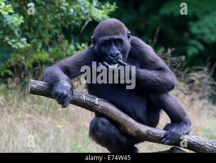 Young female gorilla climbing in a branch while eating Stock Photo