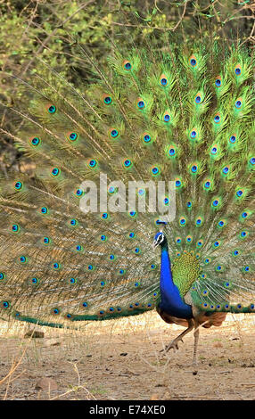 peacock-dancing-e74xe0.jpg