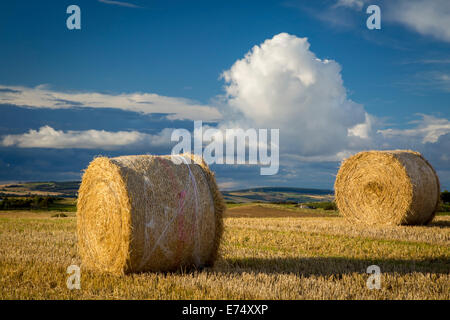 Evening sunlight on bales of hay near Inverness, the Highlands, Scotland Stock Photo