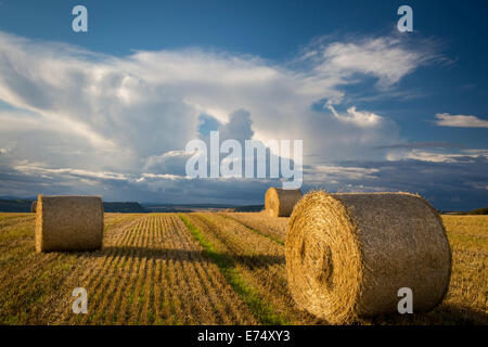 Evening sunlight on bales of hay near Inverness, the Highlands, Scotland Stock Photo