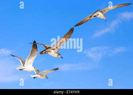Seagulls flying high against the background of blue sky Stock Photo