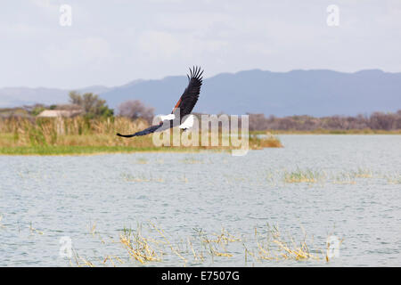 African Fish Eagle flying at Lake Baringo, Kenya Stock Photo