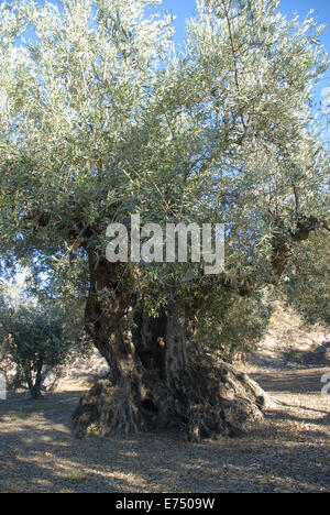 Very old olive tree, Spain Stock Photo