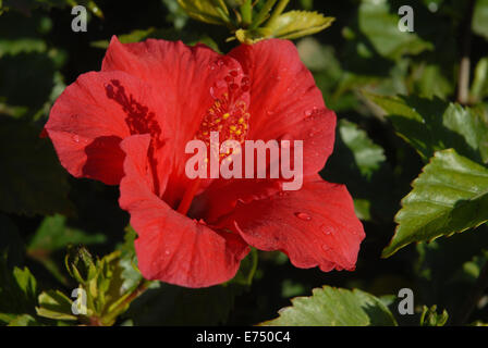 Red hibiscus flower with early morning dew Stock Photo