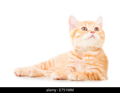 little Ginger british shorthair cats over white background Stock Photo