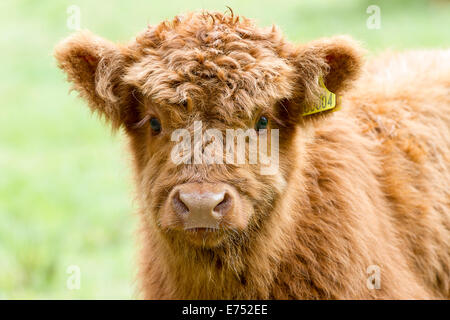 Highland cow calf Stock Photo