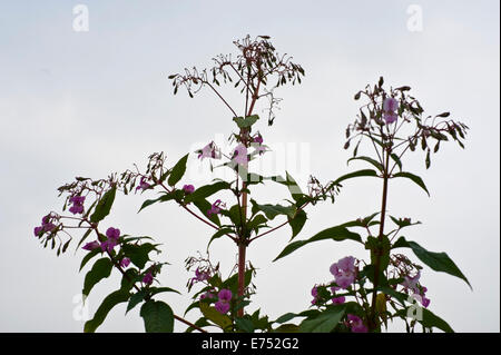 Riverbank being overgrown with Himalayan Balsam invasive species growing at The Warren Hay-on-Wye Powys Wales UK Stock Photo