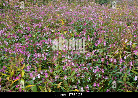 Riverbank being overgrown with Himalayan Balsam invasive species growing at The Warren Hay-on-Wye Powys Wales UK Stock Photo