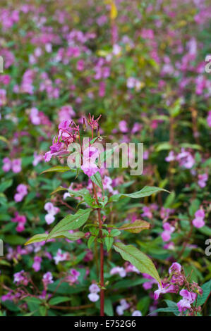 Riverbank being overgrown with Himalayan Balsam invasive species growing at The Warren Hay-on-Wye Powys Wales UK Stock Photo