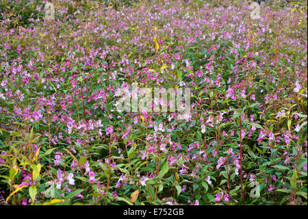 Riverbank being overgrown with Himalayan Balsam invasive species growing at The Warren Hay-on-Wye Powys Wales UK Stock Photo