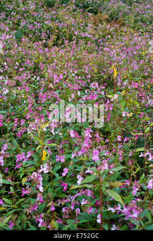 Riverbank being overgrown with Himalayan Balsam invasive species growing at The Warren Hay-on-Wye Powys Wales UK Stock Photo