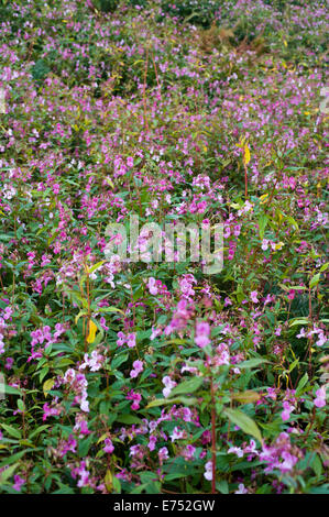 Riverbank being overgrown with Himalayan Balsam invasive species growing at The Warren Hay-on-Wye Powys Wales UK Stock Photo