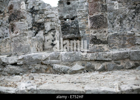 Mayan ruins in Tulum, Mexico iguana rests on Stock Photo