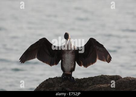 A wild cormorant drying its wings. Kent. UK Stock Photo