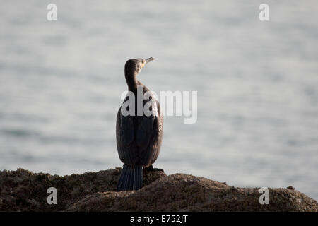 A wild cormorant drying its wings. Kent. UK Stock Photo