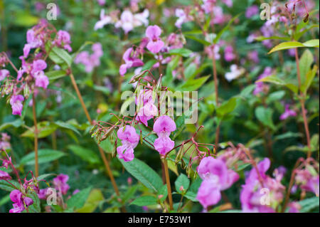 Riverbank being overgrown with Himalayan Balsam invasive species growing at The Warren Hay-on-Wye Powys Wales UK Stock Photo