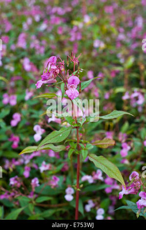 Riverbank being overgrown with Himalayan Balsam invasive species growing at The Warren Hay-on-Wye Powys Wales UK Stock Photo