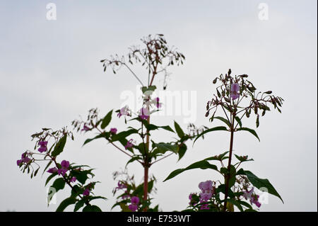 Riverbank being overgrown with Himalayan Balsam invasive species growing at The Warren Hay-on-Wye Powys Wales UK Stock Photo