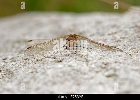 Dragonfly with prey sitting on rock, Netherlands Stock Photo