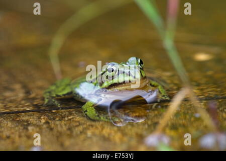 Green frog sitting in a water puddle, Netherlands Stock Photo