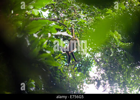 A spider monkey hanging from a tree in Costa Rica Stock Photo