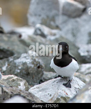 Little Auks (Alle alle) Camp Millar Svalbard Norway Scandinavia Arctic Circle Stock Photo