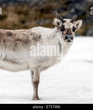Svalbard Reindeer (Rangifer tarandus plathyrhynchus) Camp Millar Svalbard Norway Arctic Circle Scandinavia Europe Stock Photo
