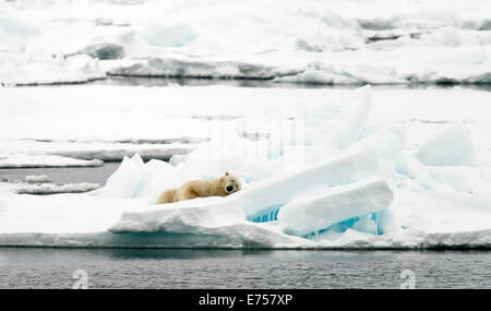 Polar bear (Ursus maritimus) sleeping on pack ice Svalbard Norway Arctic Circle Scandinavia Europe Stock Photo