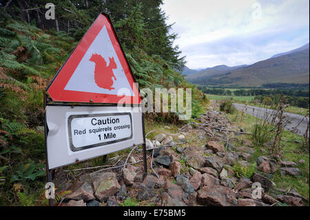 RED SQUIRREL CROSSING CAUTION SIGNS NEAR ROAD IN HIGHLANDS OF SCOTLAND RE ANIMAL SAFETY ROAD CROSSING ENDANGERED SPECIES RARE UK Stock Photo