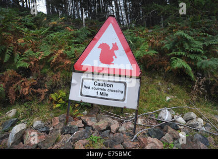 RED SQUIRREL CROSSING CAUTION SIGNS NEAR ROAD IN HIGHLANDS OF SCOTLAND RE ANIMAL SAFETY ROAD CROSSING ENDANGERED SPECIES RARE UK Stock Photo