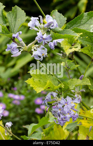 Open faced tubular flowers of the non-climbing Clematis heracleifolia Stock Photo