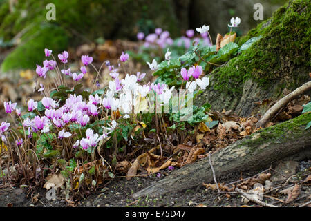 September flowers of the pink and white forms of sowbread, Cyclamen hederifolium Stock Photo